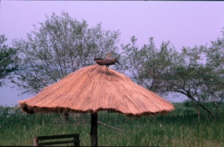 Hammerkopf