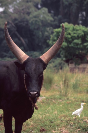 Ankole-Rind