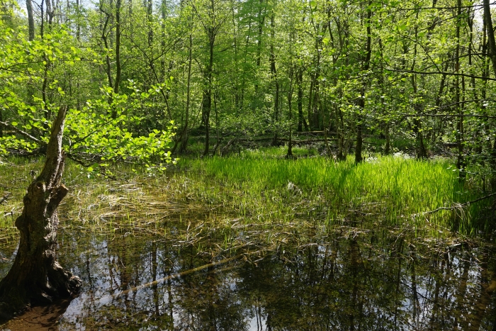 Entlang der Würm