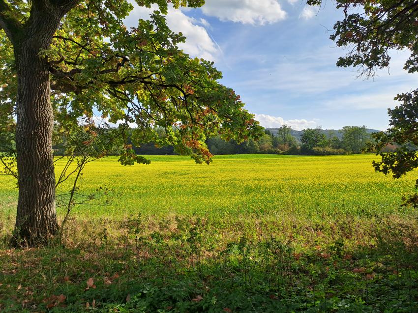 Weßlinger See - Dellinger Weg