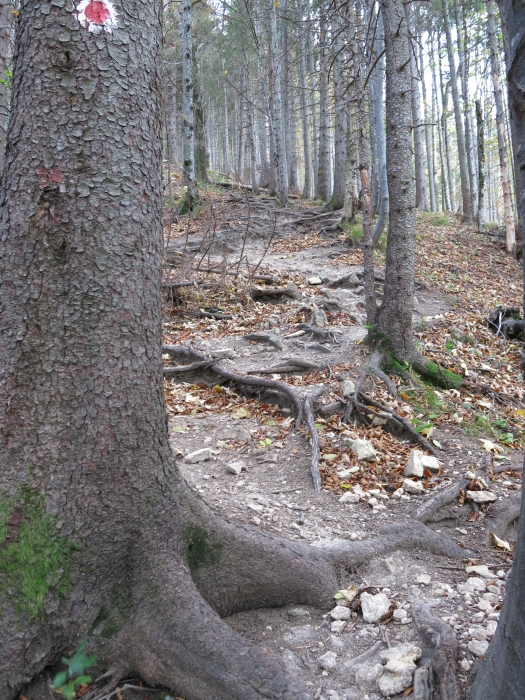 Geierstein
