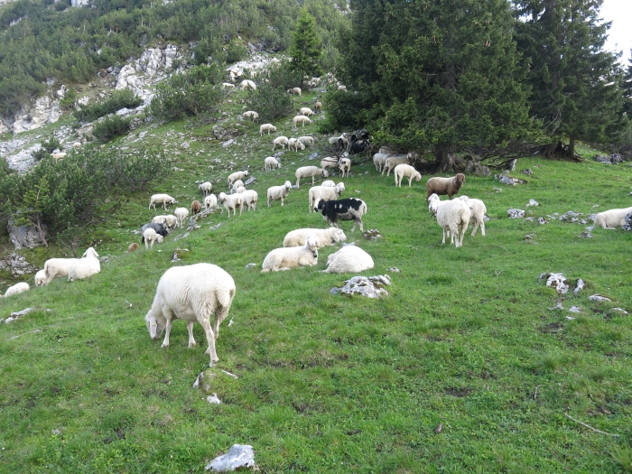 Steinkarkopf