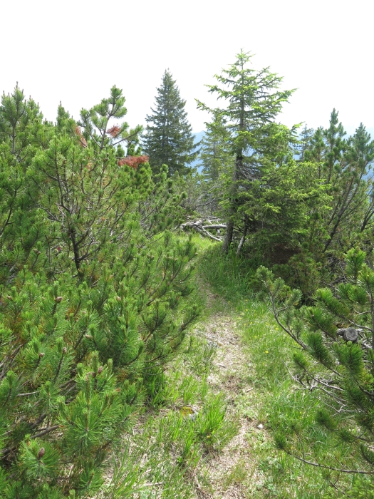 Untergrasberg