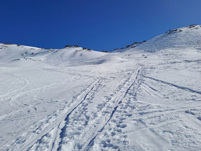 Riedkopf